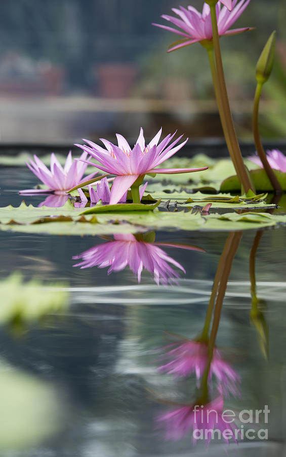 Flowers Still Life Photograph - Reflecting Waterlily  by Tim Gainey