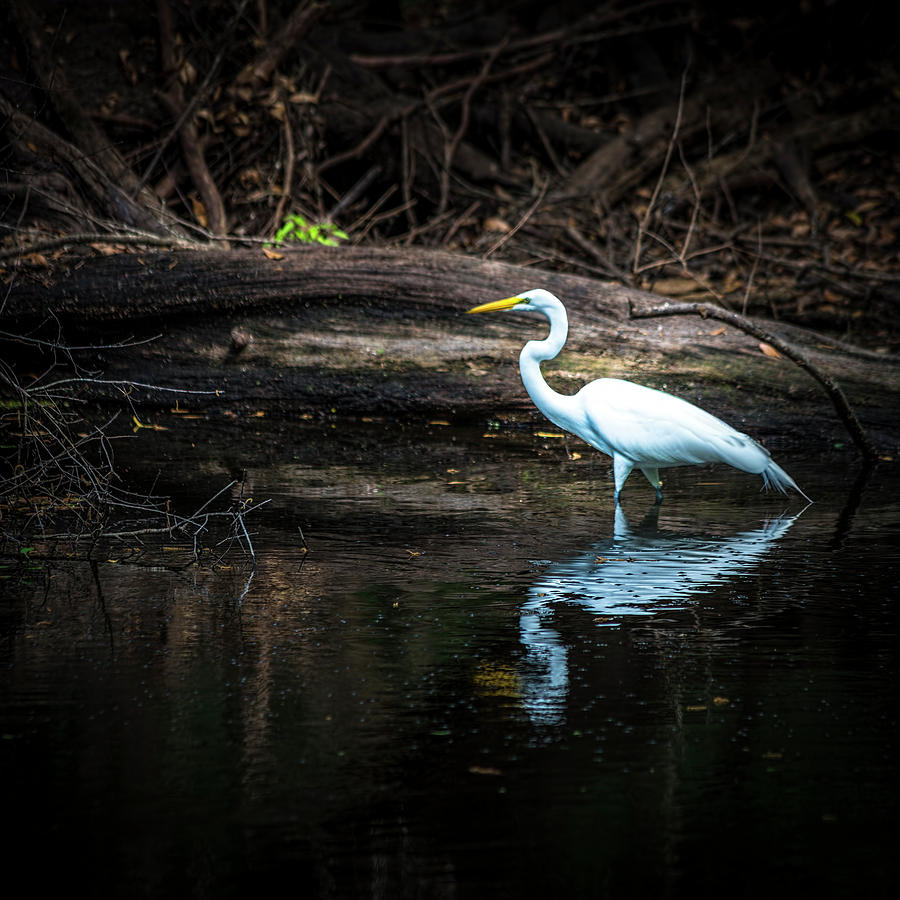 Egret Photograph - Reflecting White by Marvin Spates