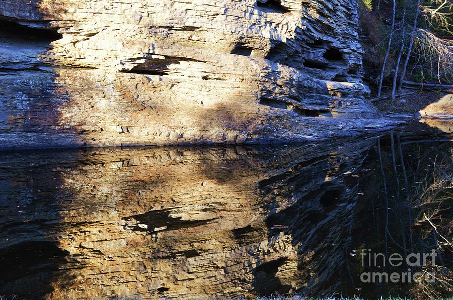 Tree Photograph - Reflection by Colleen Gerlach