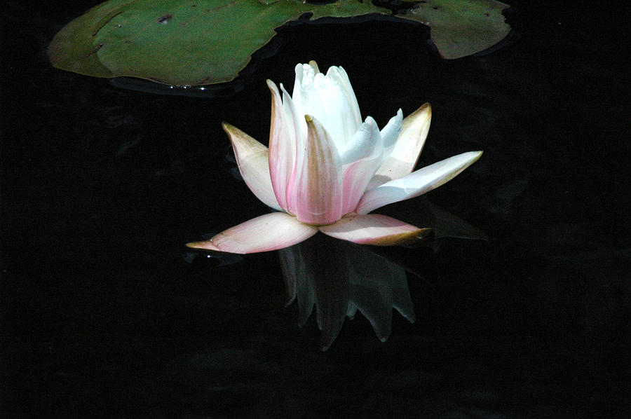 Lily Photograph - Reflection by David Weeks