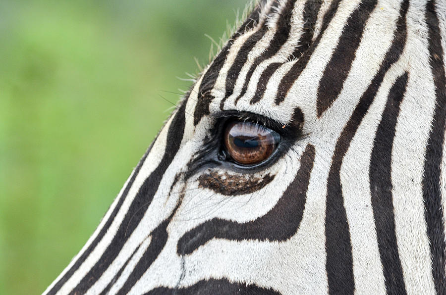 Reflection in a zebra eye Photograph by Gaelyn Olmsted