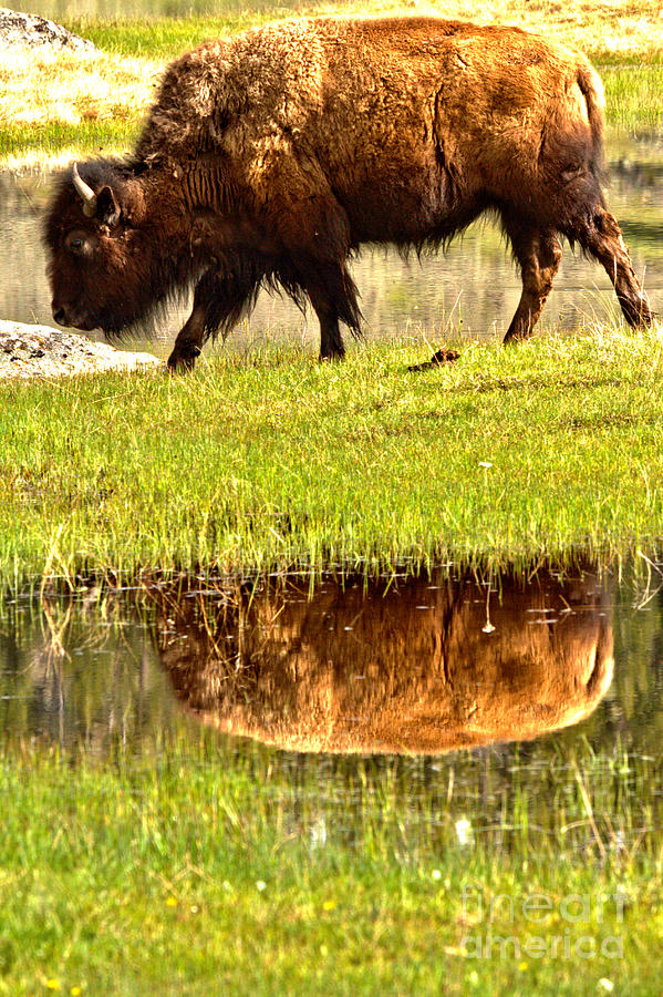 Reflection In The Grassy Marsh Photograph by Adam Jewell