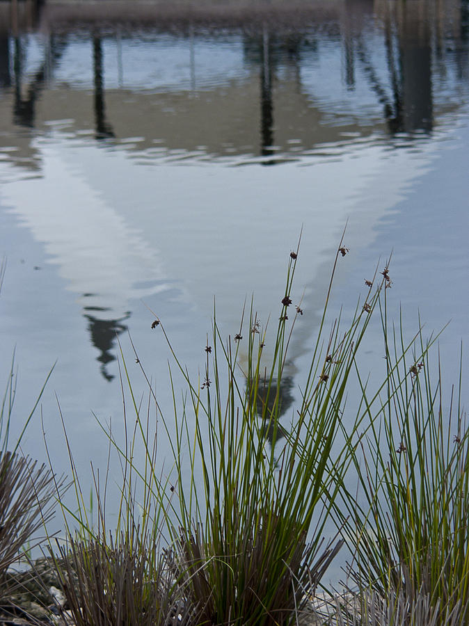 Nature Photograph - Reflection by Laurie Hasan