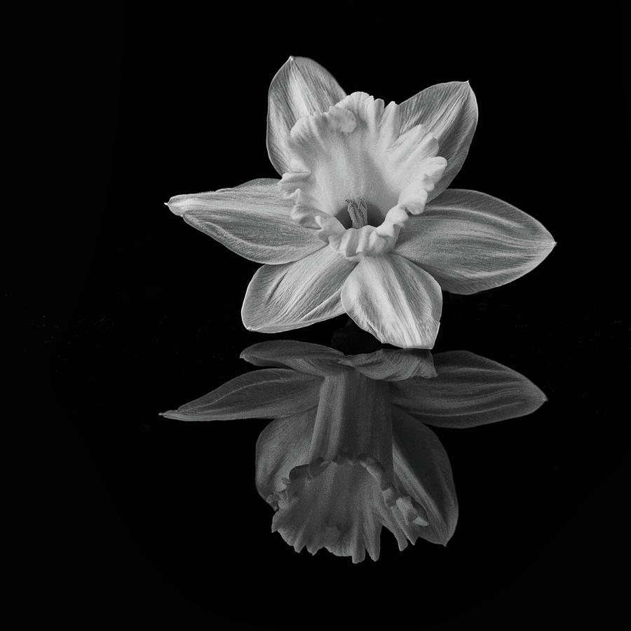 Reflection of a Daffodil Photograph by Cheryl Day