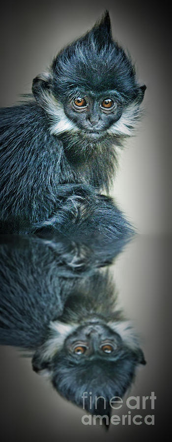 Tree Photograph - Reflection of a Francois Langur Monkey  by Jim Fitzpatrick