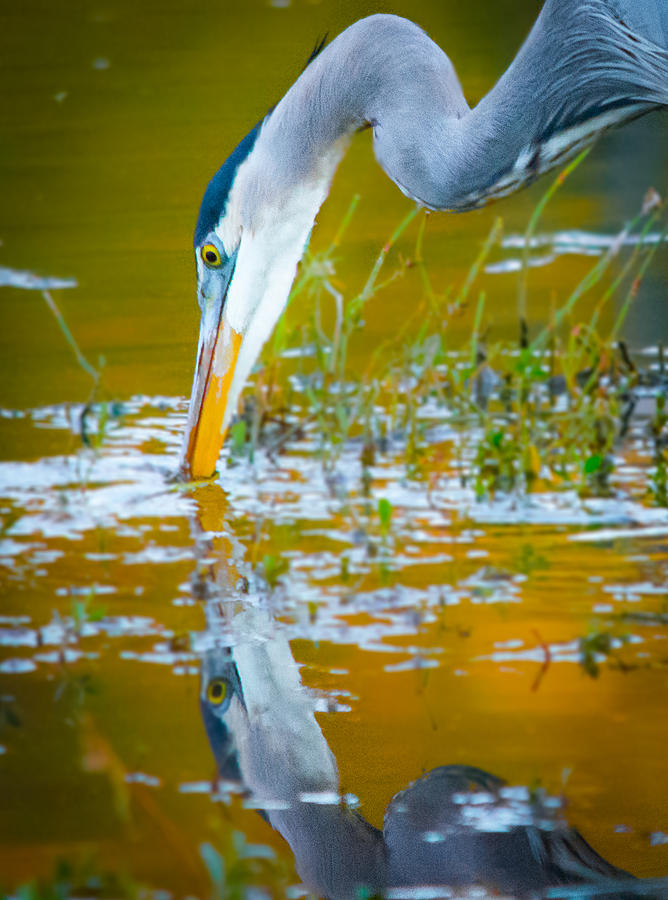 Reflection of a Great Blue Heron Photograph by Parker Cunningham