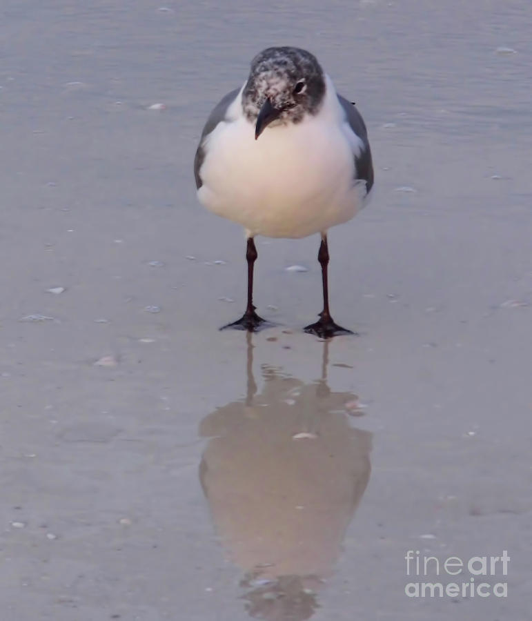 Reflection Of A Gull Photograph by D Hackett