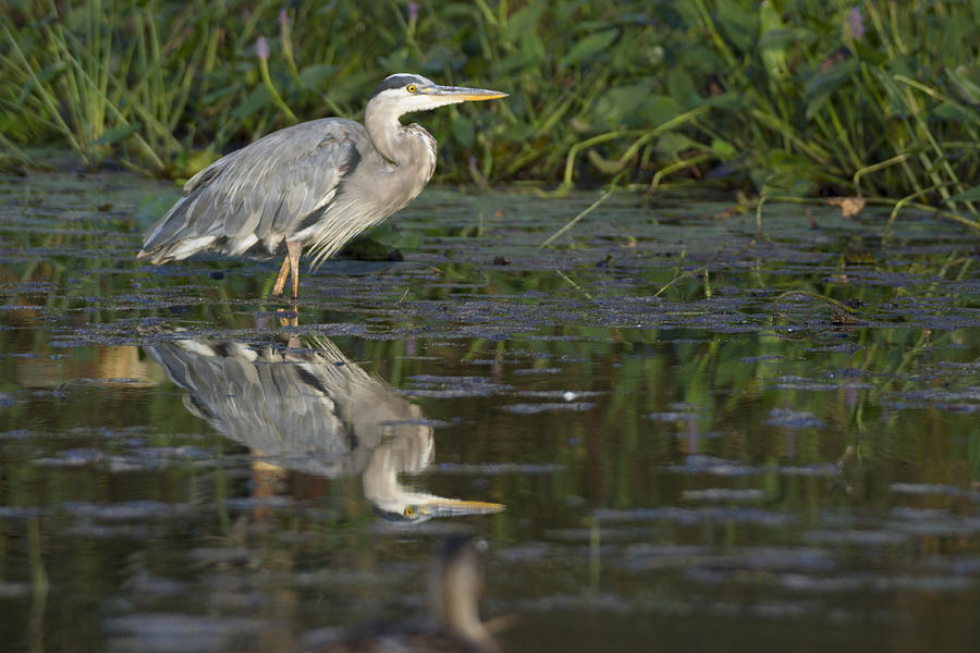 Reflection of a Hunter - Great Blue Heron - Ardea Hernias Photograph by Spencer Bush
