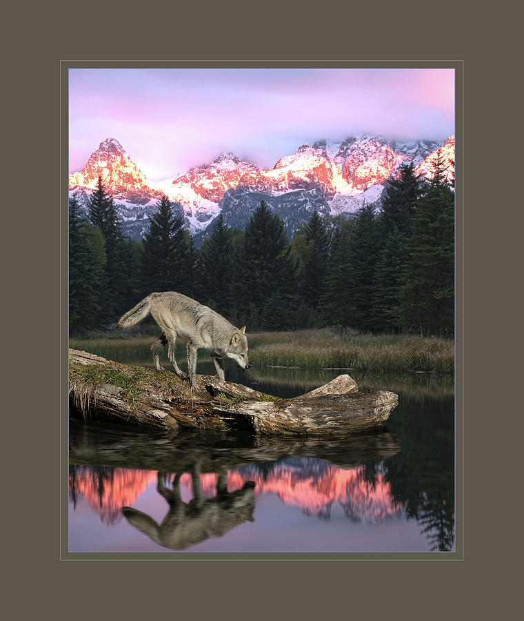 Wolf Photograph - Reflection of a lone wolf by Roy Nierdieck Wolf Photograph - Reflection of a lone wolf by Roy Nierdieck