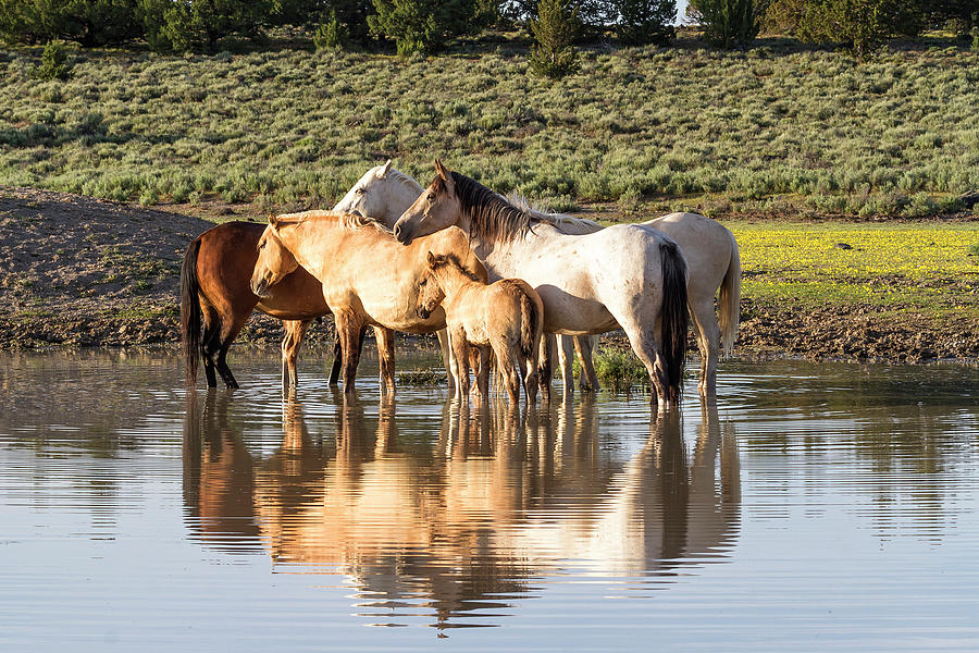 Reflection of a Mustang Family Photograph by Belinda Greb
