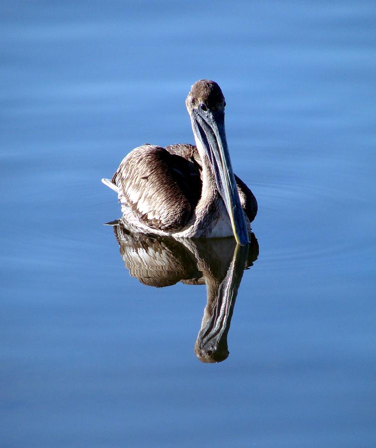 Reflection of a Pelican Photograph by Kimberly Camacho