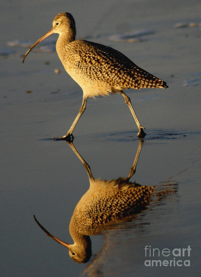 Reflection of a Curlew at Low Tide Photograph by Debby Pueschel