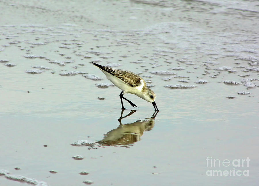Reflection Of A Sandpiper Photograph by D Hackett