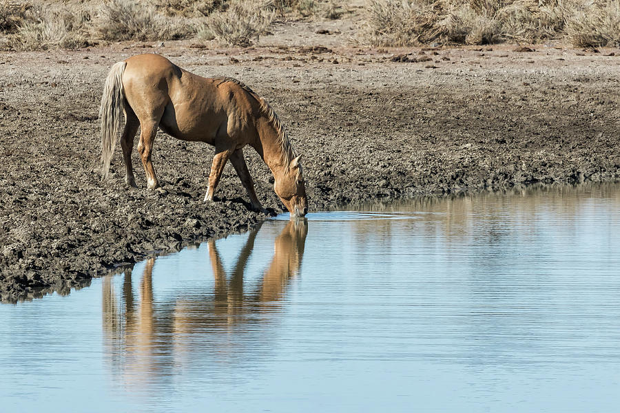 Reflection of a Stallion Photograph by Belinda Greb