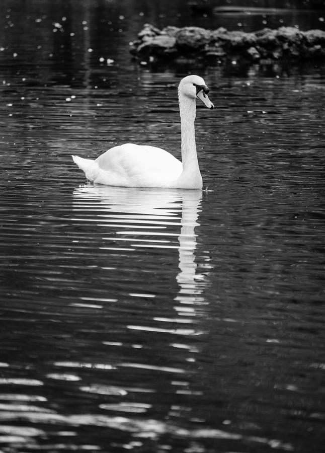 Reflection of a white swan 2  Photograph by AM FineArtPrints
