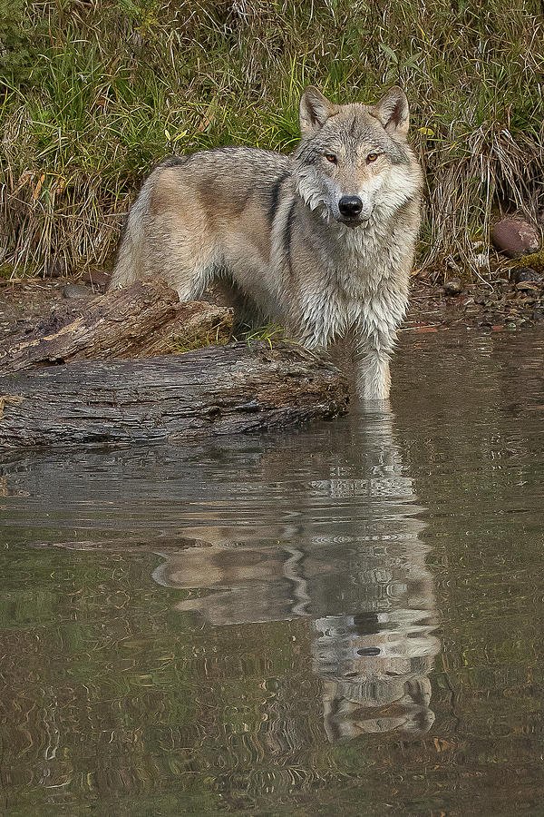 Reflection of a Wolf Photograph by Mary Jo Cox