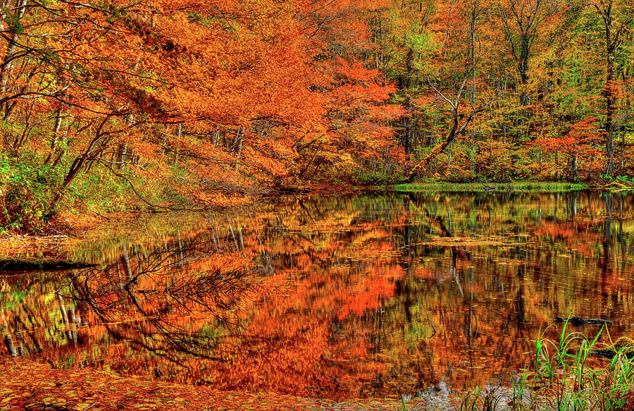 Reflection of Autumn Photograph by Midori Chan