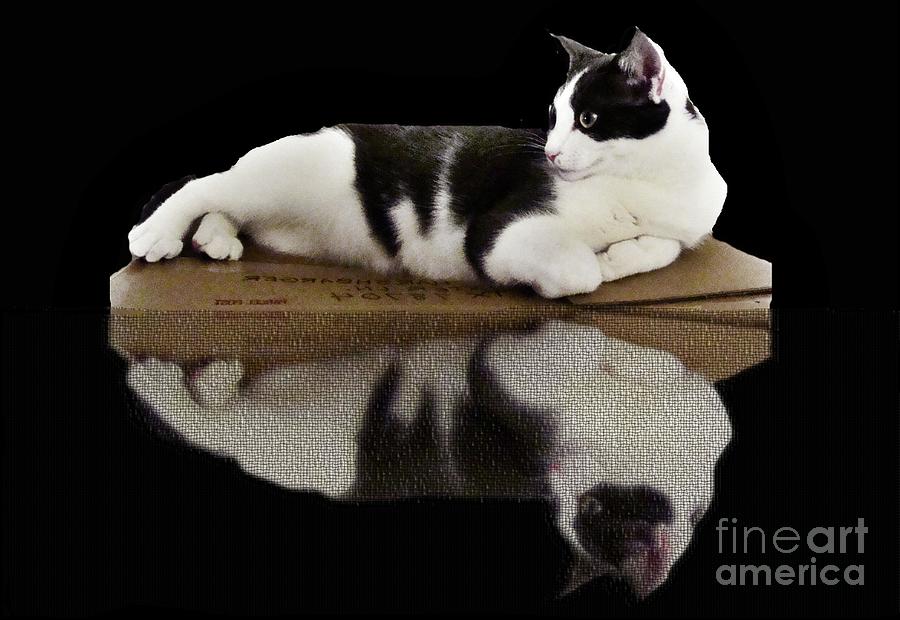 Reflection of Black and White Cat Photograph by Janette Boyd