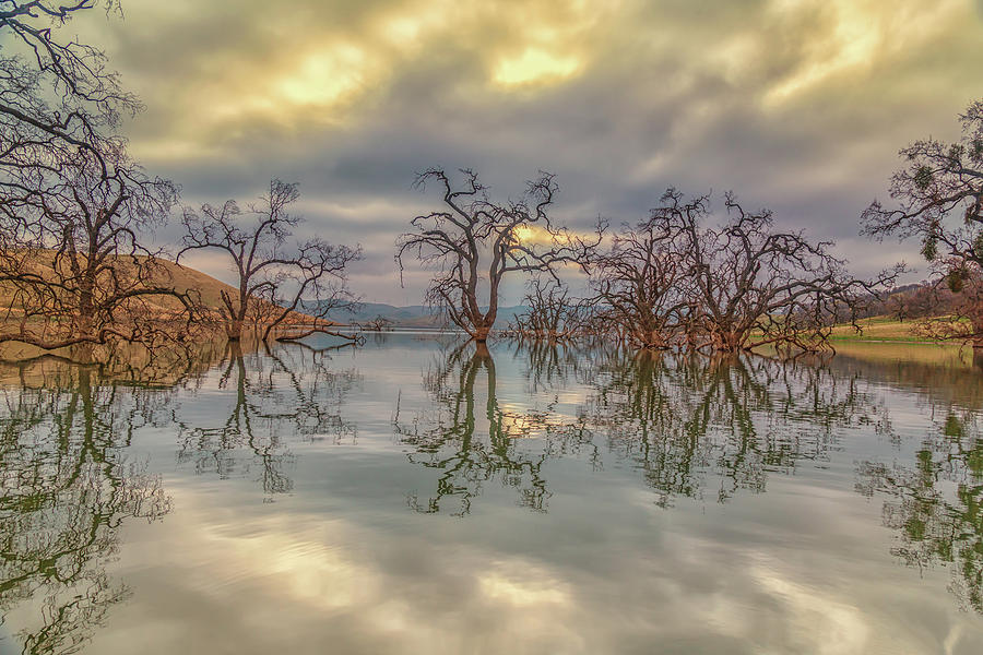 Reflection of Clouds and Trees Photograph by Marc Crumpler