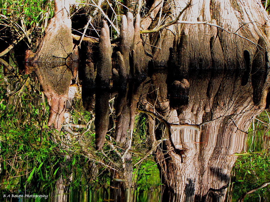 Reflection of Cypress Knees Photograph by Barbara Bowen