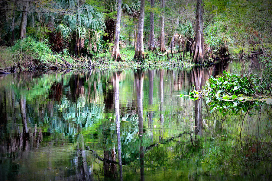 Florida Photograph - Reflection of Cypress Trees by Carol Groenen