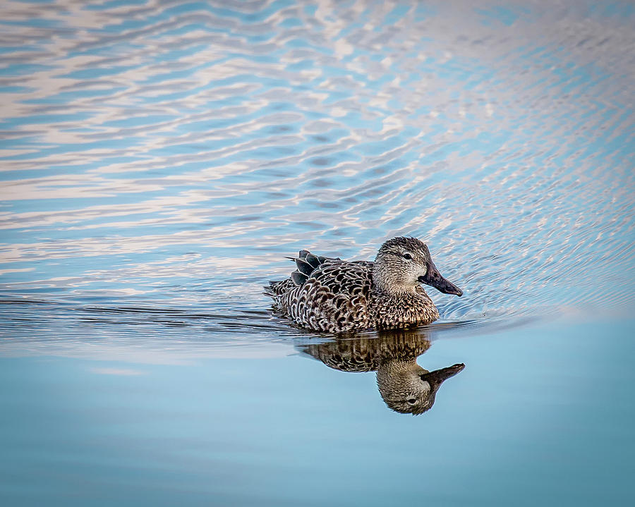 Reflection of Duck Photograph by Joe Myeress