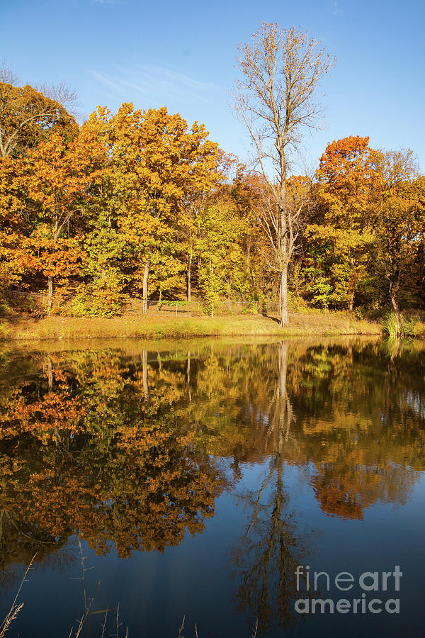 Reflection of Fall Trees Photograph by George Lehmann