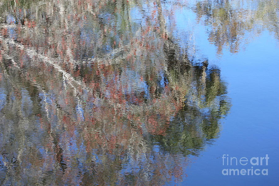 Reflection of Florida Tree Photograph by Carol Groenen