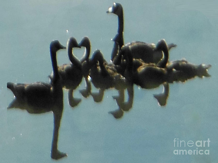Reflection of Geese Photograph by Rockin Docks Deluxephotos
