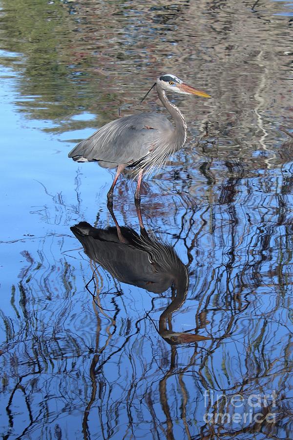 Reflection of Great Blue Heron Photograph by Carol Groenen