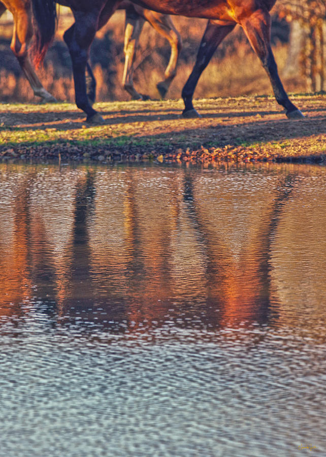 Reflection of Horses Running Photograph by Amanda Smith