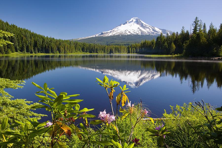 Flower Photograph - Reflection Of Mount Hood In Trillium by Craig Tuttle