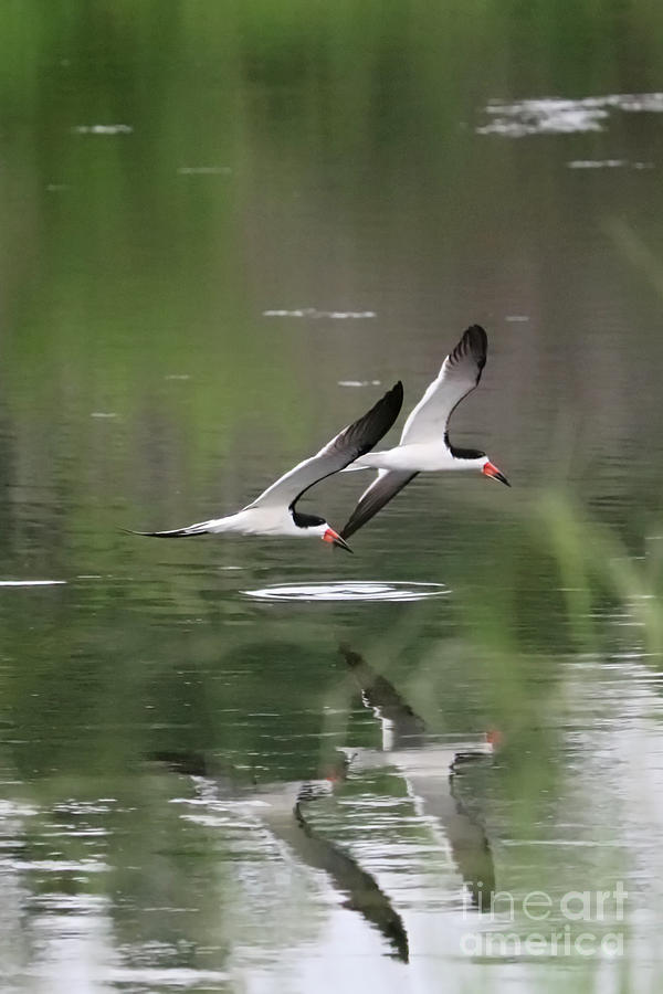 Reflection of Skimmers over the Pond Photograph by Carol Groenen