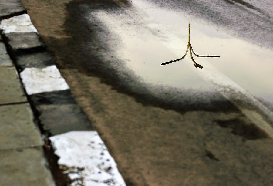 Mirror Reflection Photograph - Reflection of Street Lamp in a Water Puddle by Prakash Ghai