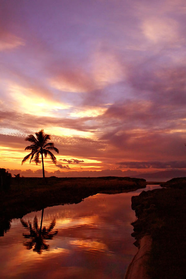 Reflection of Sunset palm tree river maui hawaii Photograph by Pierre Leclerc Photography