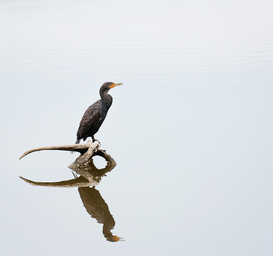 Reflection of the Double-crested Cormorant Photograph by Christy Cox
