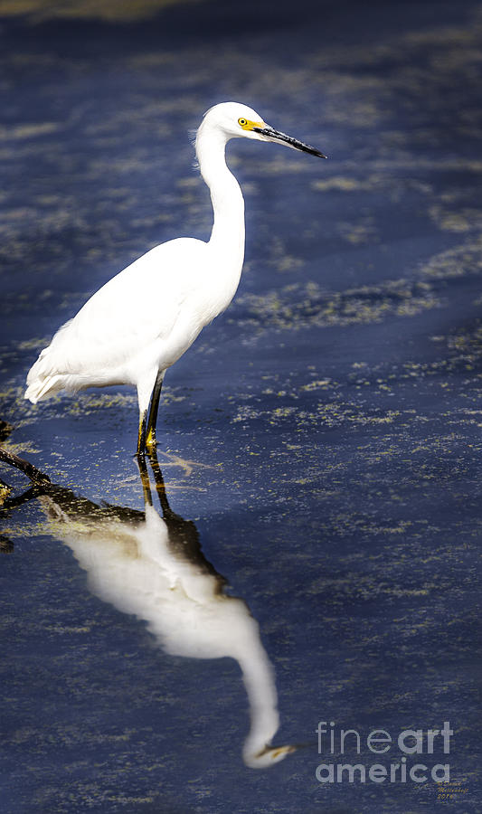 Reflection of the Egret Photograph by David Millenheft
