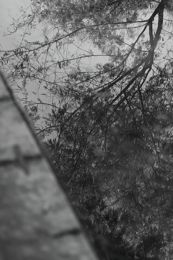 Reflection of Tree in Water by Prakash Ghai Reflection of Tree in Water by Prakash Ghai