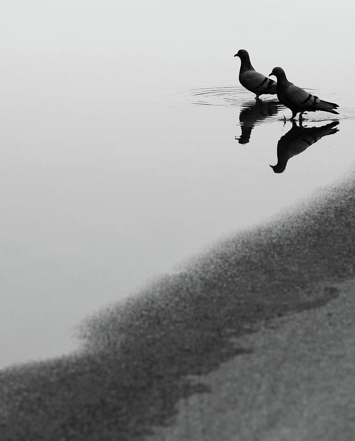 Reflection of Two Love Birds in Water Photograph by Prakash Ghai