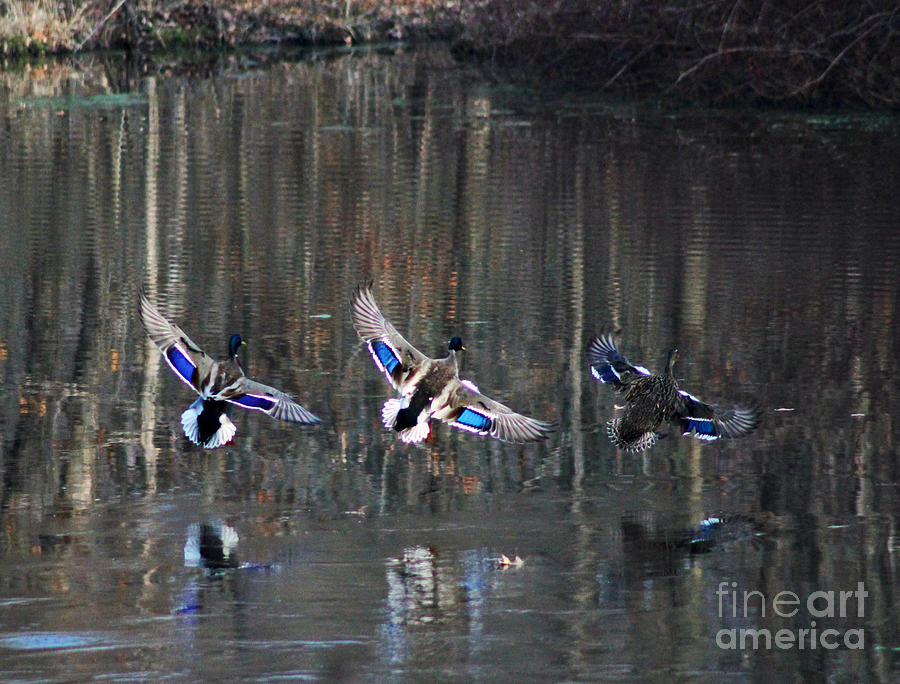Duck Photograph - Reflection Of Wings by Scott Bennett