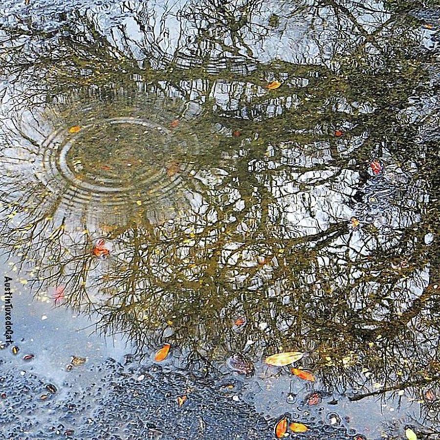 Nature Photograph - #reflection On A Cold #rainy #winter by Austin Tuxedo Cat