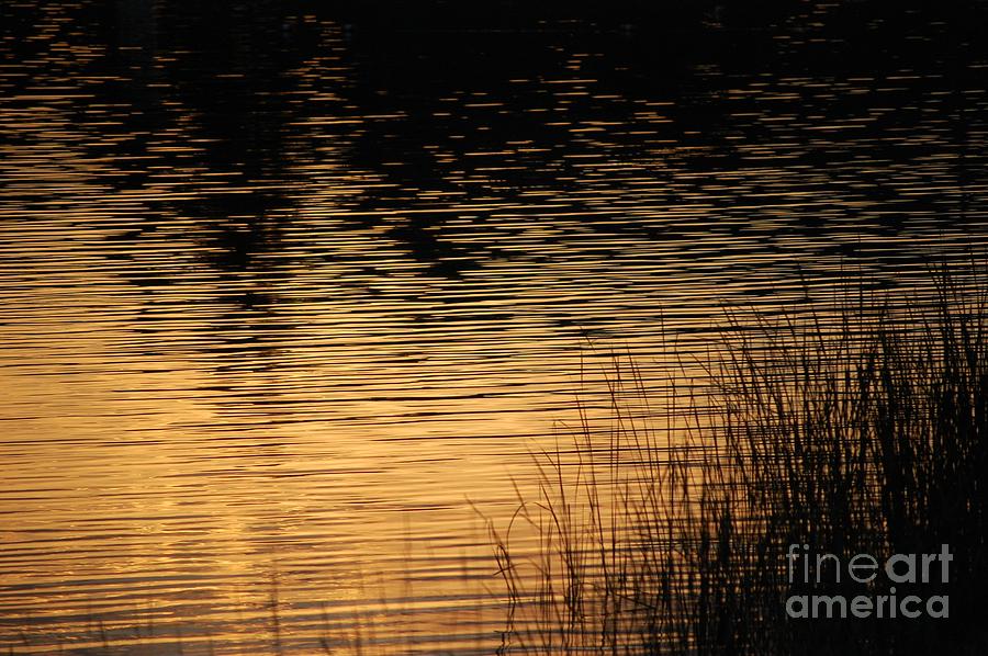 Reflection On A Sunset Photograph by David Lane