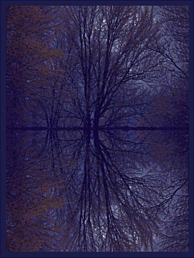 Reflection On Trees In The Dark Photograph by Joy Nichols