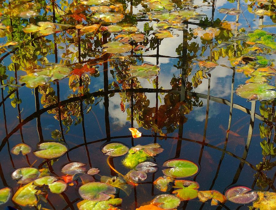 Reflection Pond by My Lens and Eye - Judy Mullan - Reflection Pond by My Lens and Eye - Judy Mullan -