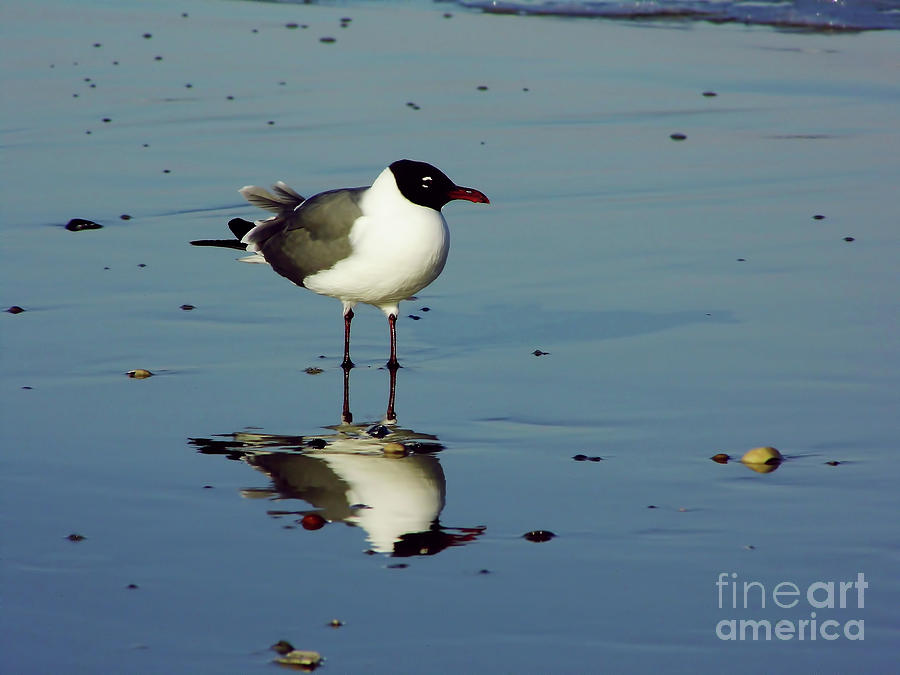 Reflection - Sea - Gull Photograph by D Hackett