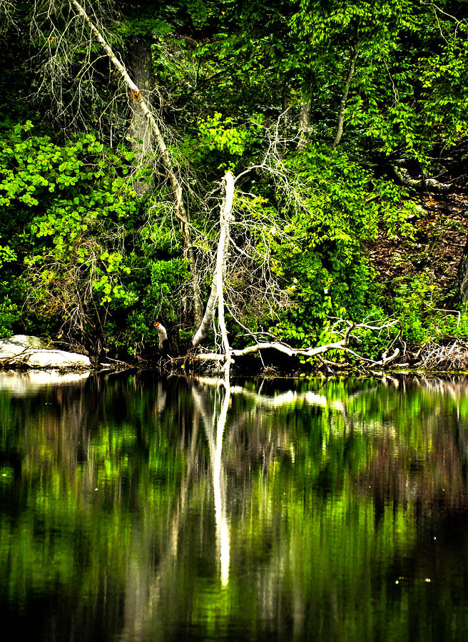 Tree Photograph - Reflection by Terepka Dariusz Tree Photograph - Reflection by Terepka Dariusz