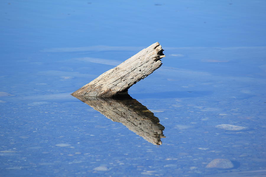 Reflection - Tidal Wood Photograph by Annekathrin Hansen