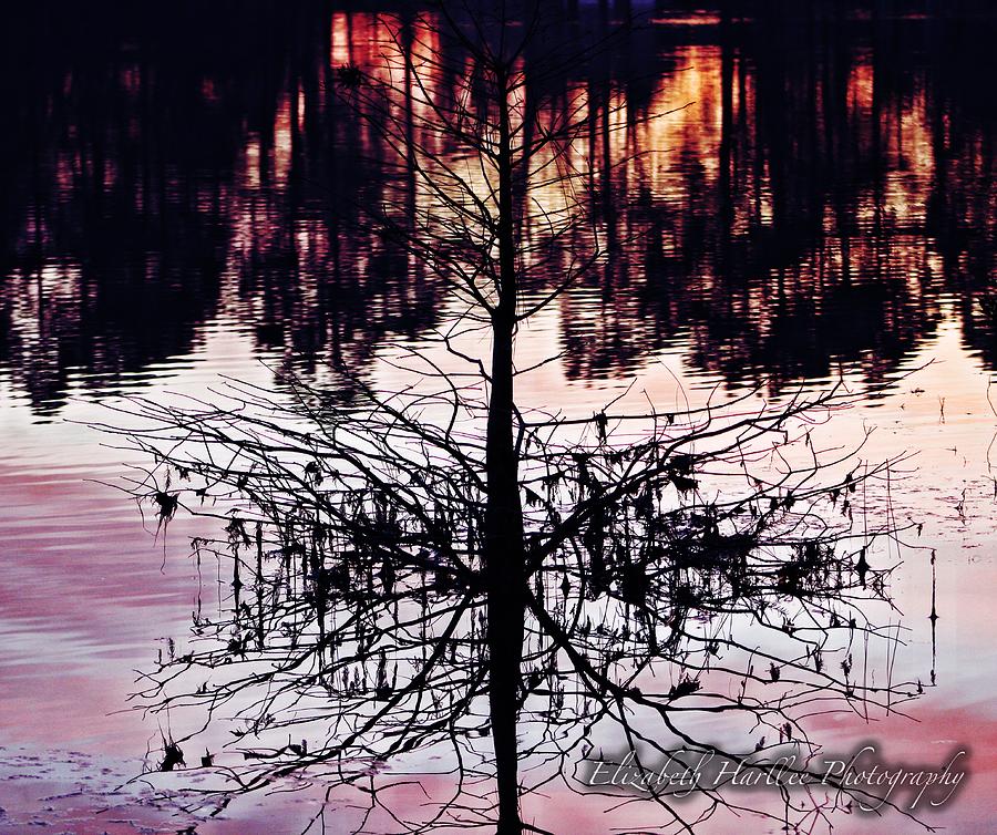 Reflection Tree Photograph by Elizabeth Harllee