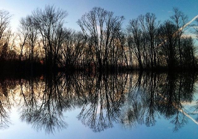 Tree Photograph - Reflections by Annie Walczyk