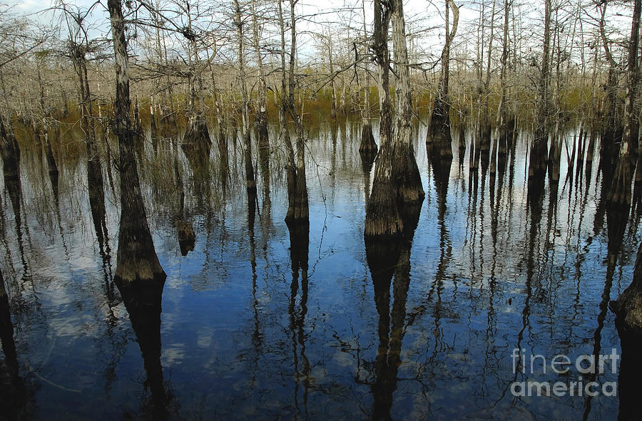 Winter Photograph - Reflections at Big Cypress by David Lee Thompson